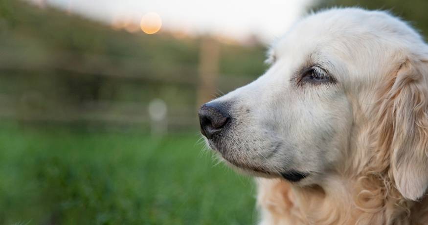 Golden Retriever