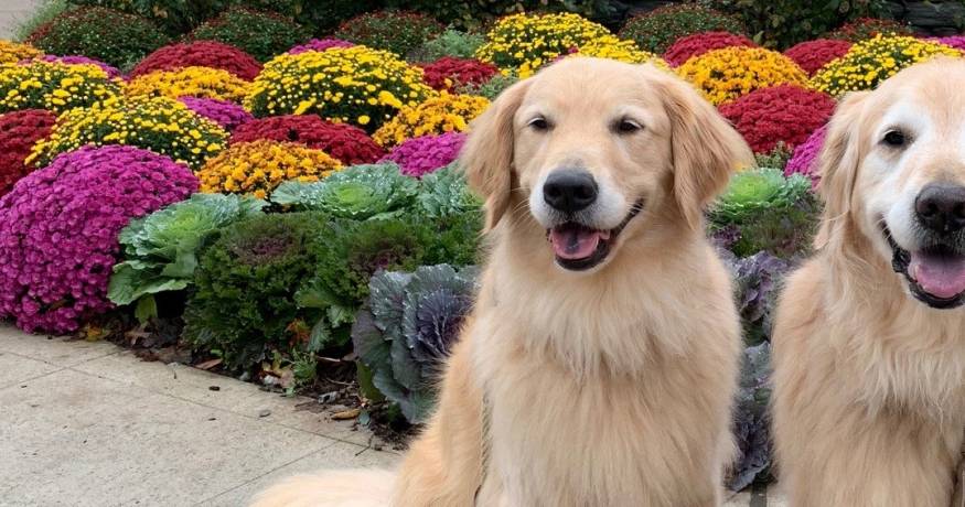 Golden Retrievers
