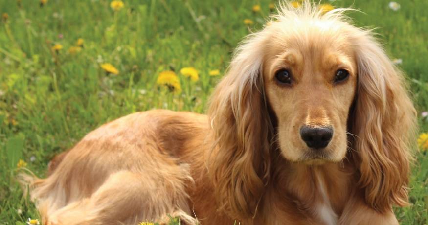 Dog