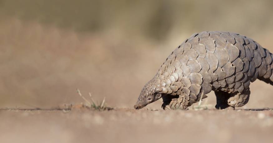 Pangolin