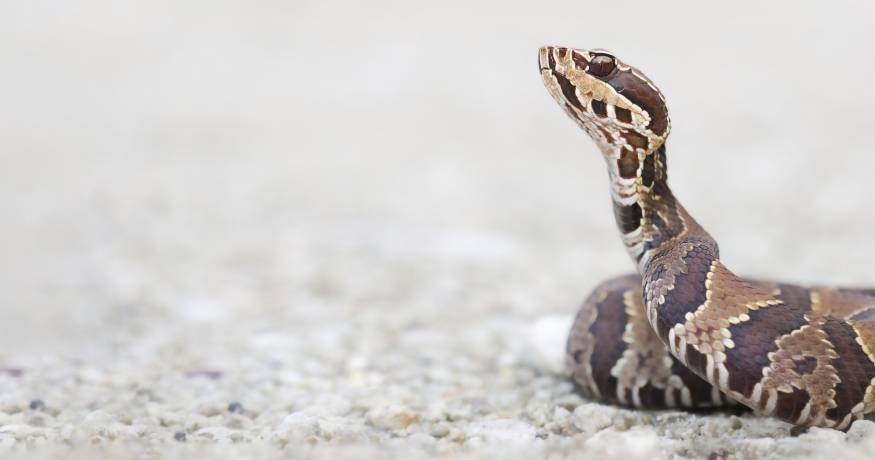 Snake