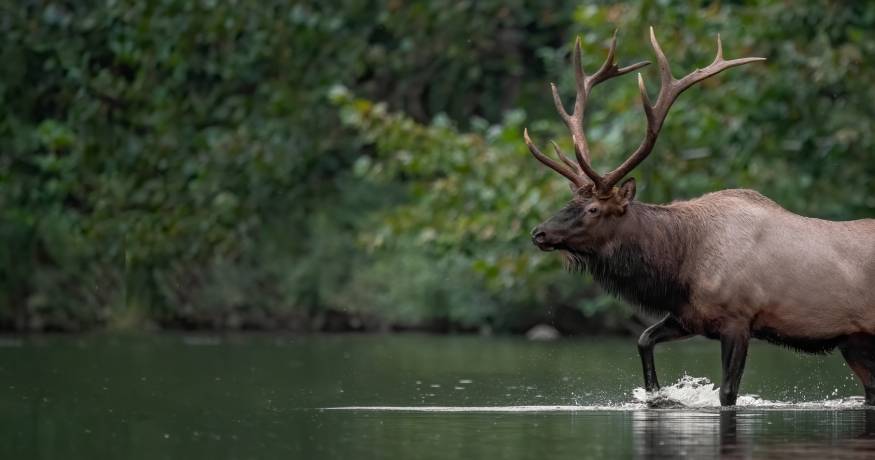 Elk