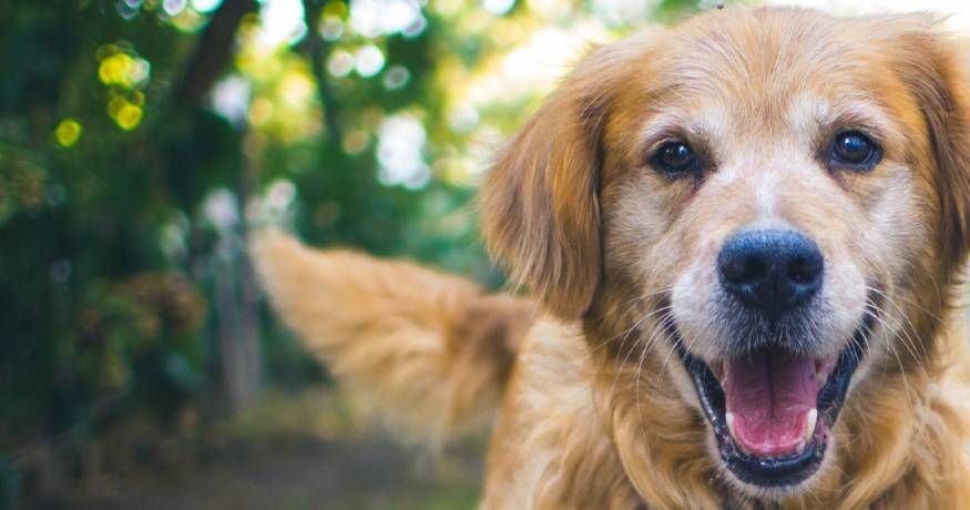 Golden Retriever