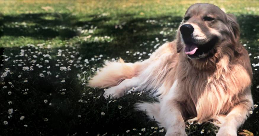 Golden Retriever