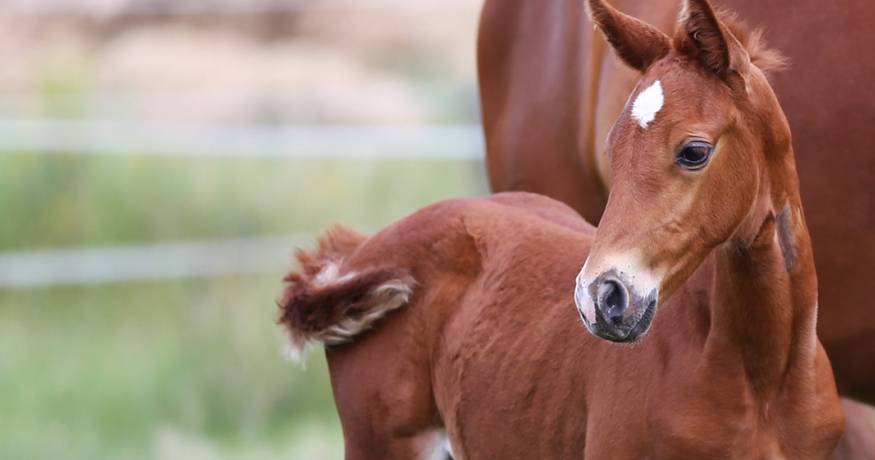 Horses