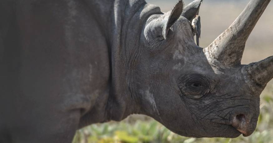 Black Rhinoceros
