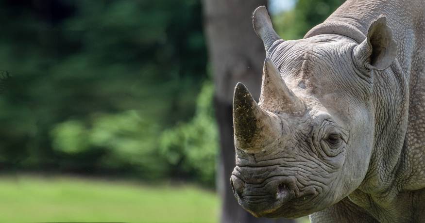 Black Rhino