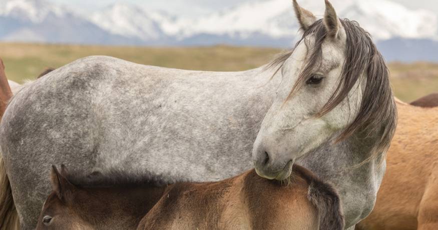 Horses