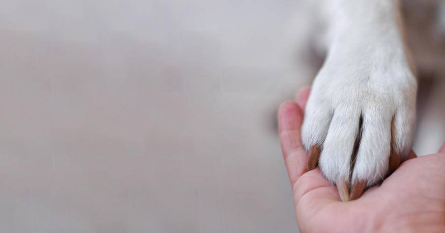 Dog Paw