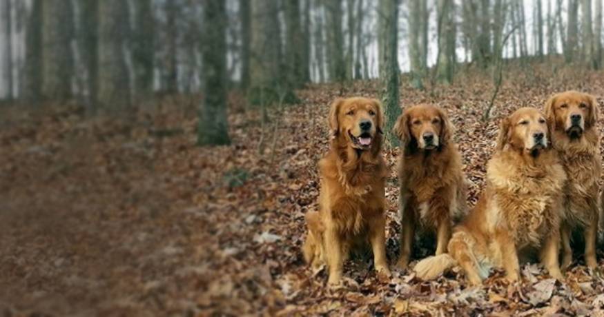 Golden Retrievers