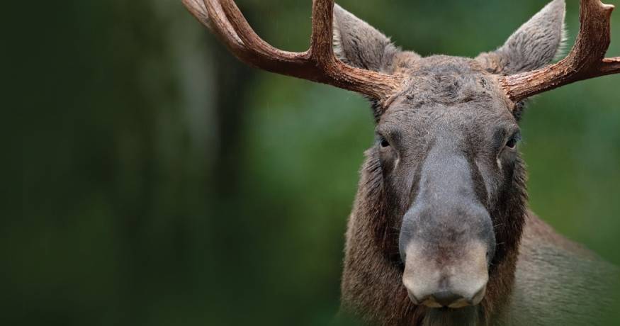 Moose