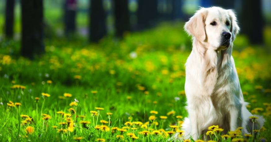 Golden Retriever