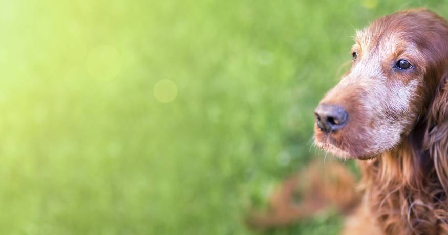 Older dog in the grass
