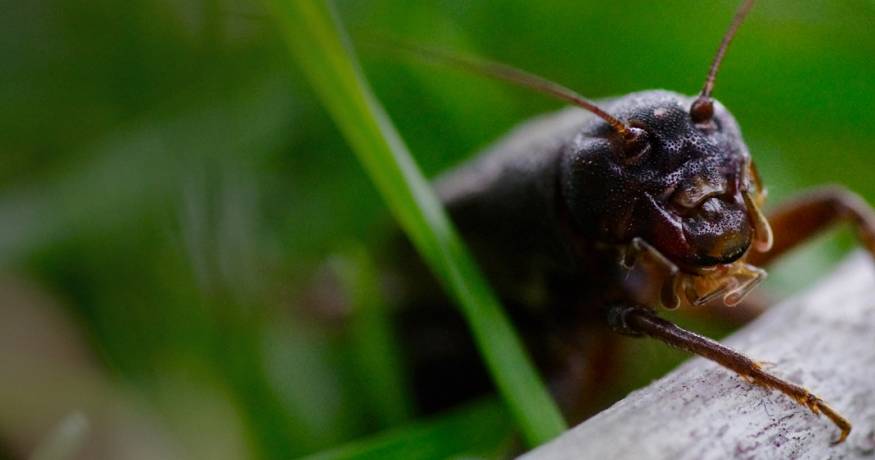 Cricket