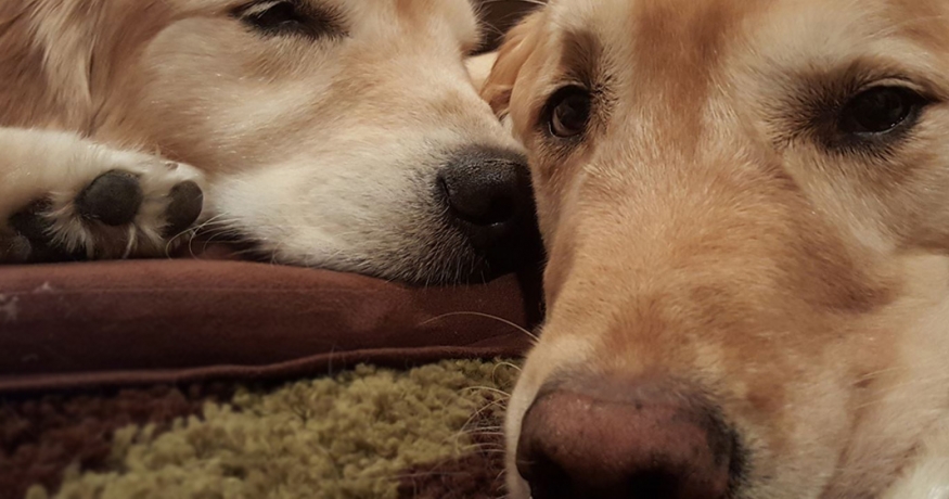 Faye Silverman's Golden Retrievers