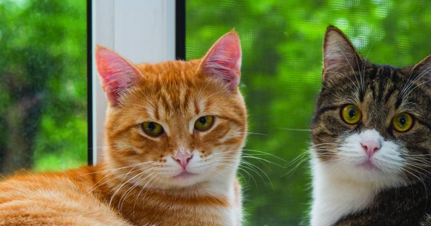 Cats