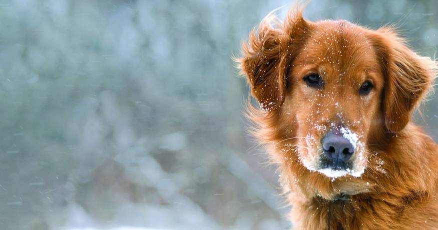 Golden retriever in the snow