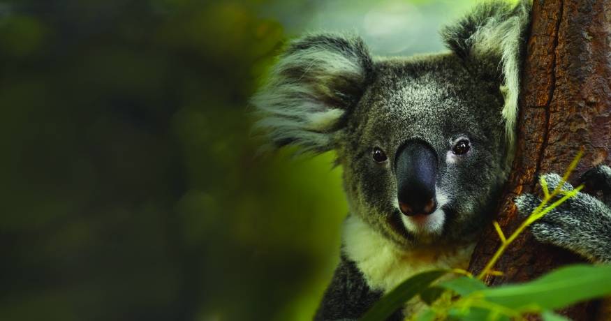 Koala in a tree