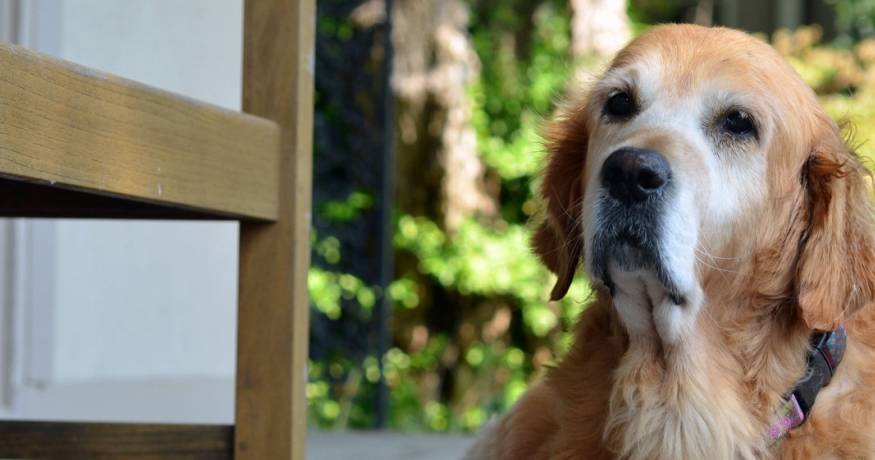 Older Golden Retriever