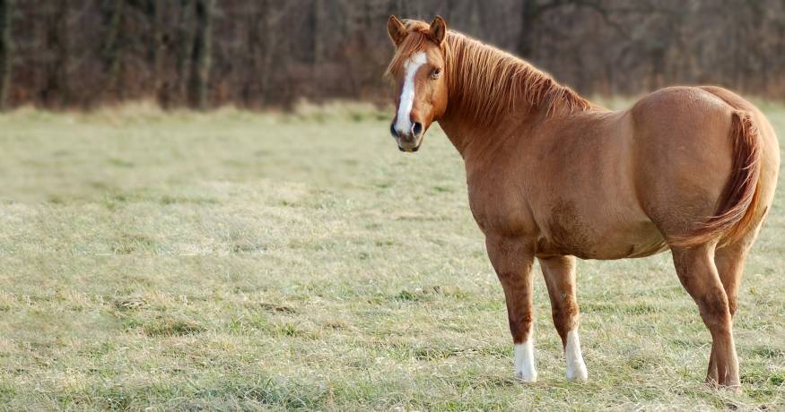 Horse in a field