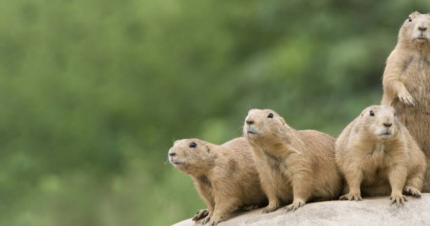 Prairie Dogs