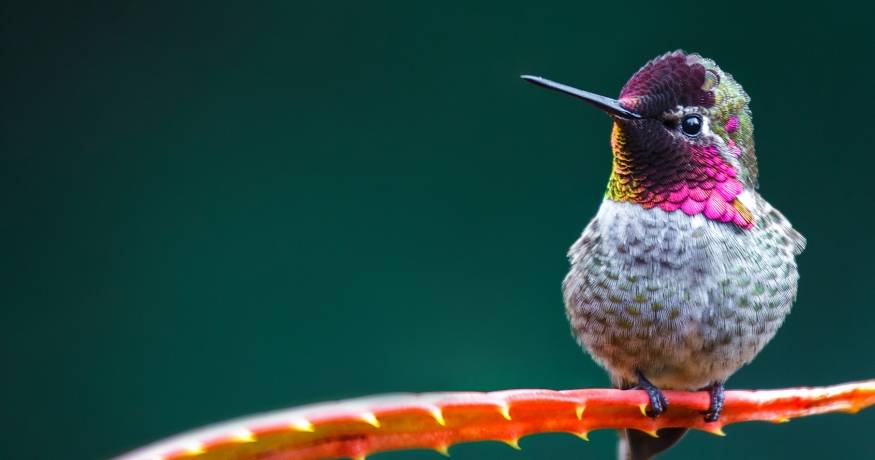 Hummingbird