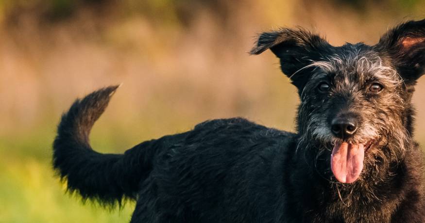 Dog in the grass