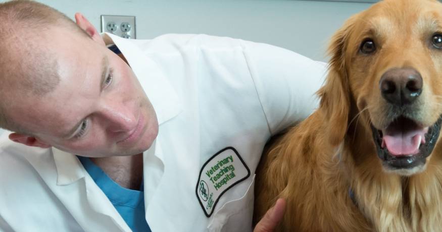 Golden Retriever with a veterinarian