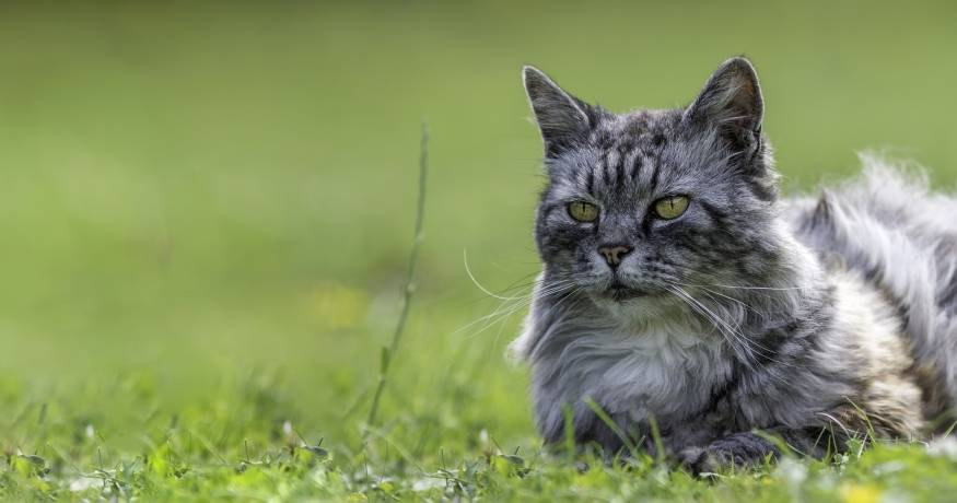 Cat laying in the grass