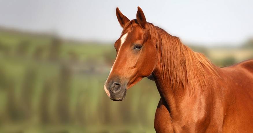 Horse in a field