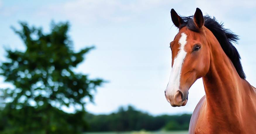 Horse in a field