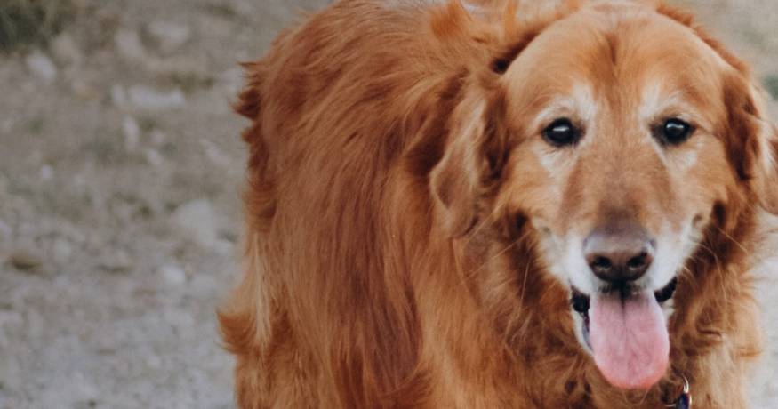 Golden Retriever