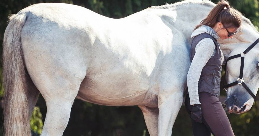 Horse