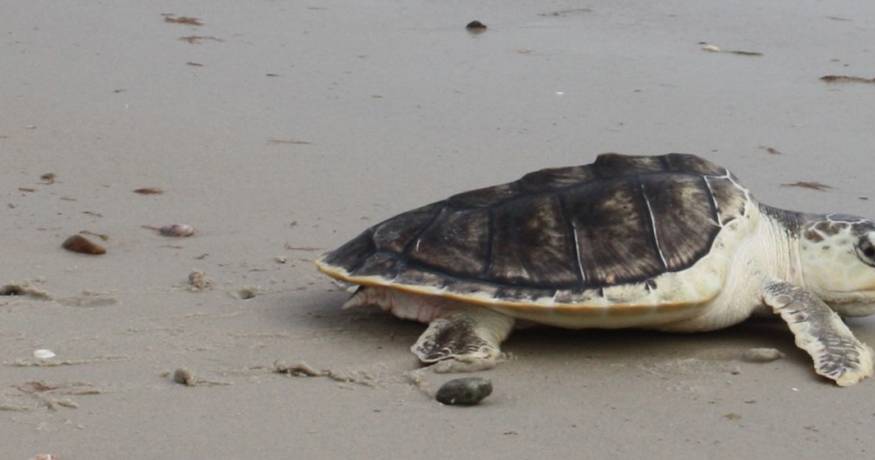 Sea turtle in the sand