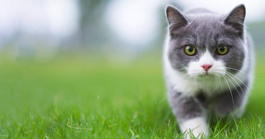 Cat in the grass