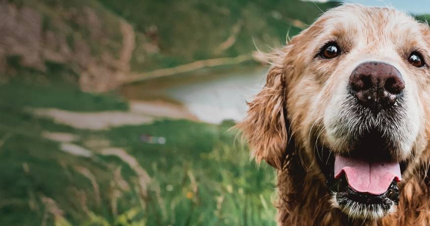 Golden Retriever