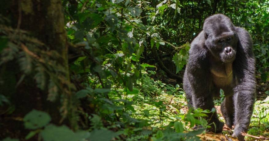 Gorilla