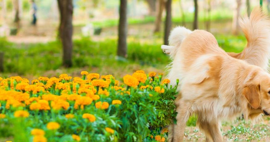 Golden Retriever lifting leg over a bush
