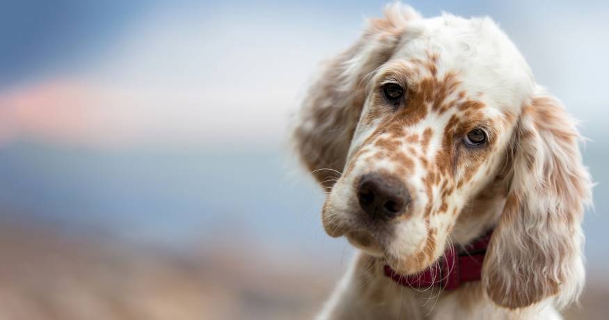 Dog