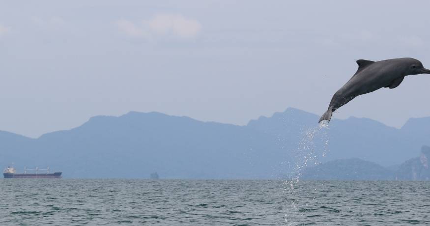 Dolphin jumping out of the ocean