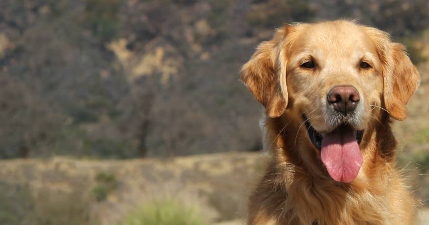 Parker Golden Retriever