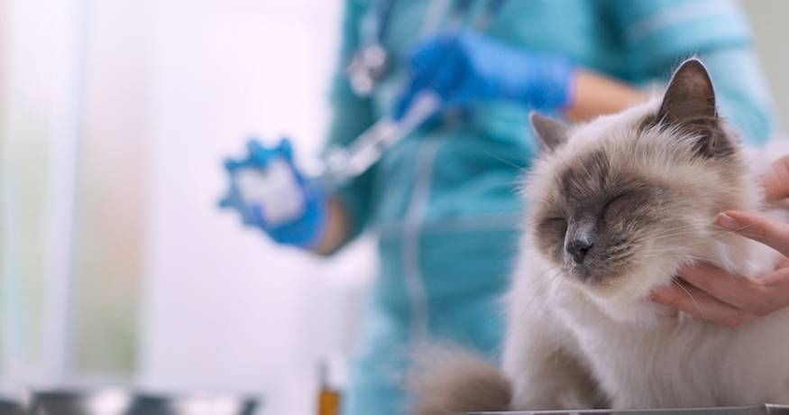 Cat with veterinarian