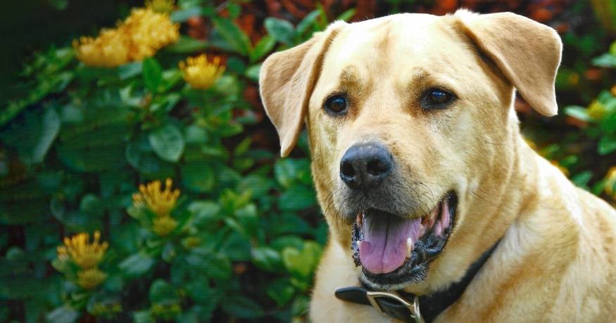 Bud Mixed Breed Dog