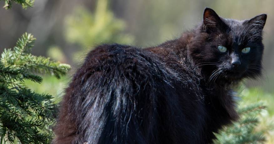 Black Cat