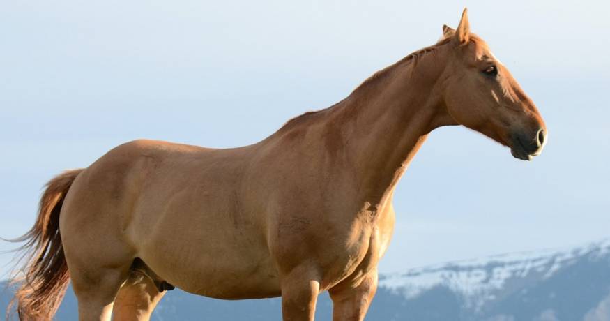 Horse