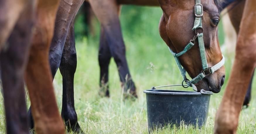 Horses