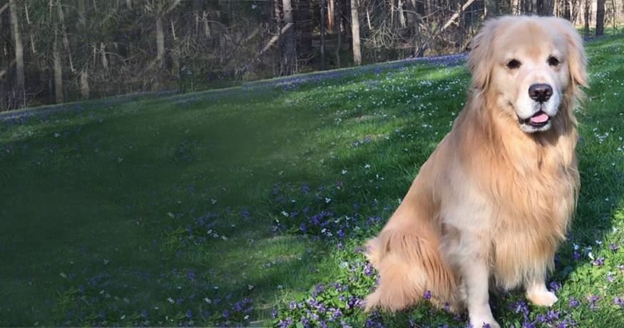 Golden Retriever Hero Dog