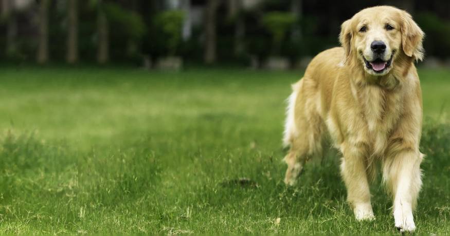 Golden Retriever