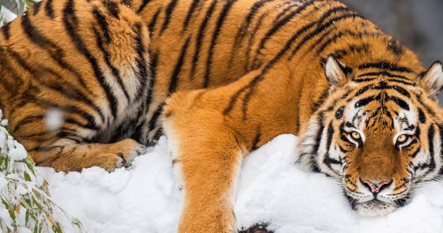 Siberian Tiger