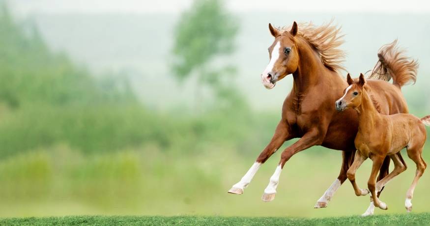 Horse & Foal